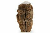 Triassic-Age Petrified Wood Log - Madagascar #379261-2